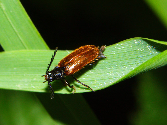 Drilus flavescens - Copyright Anne Kennel